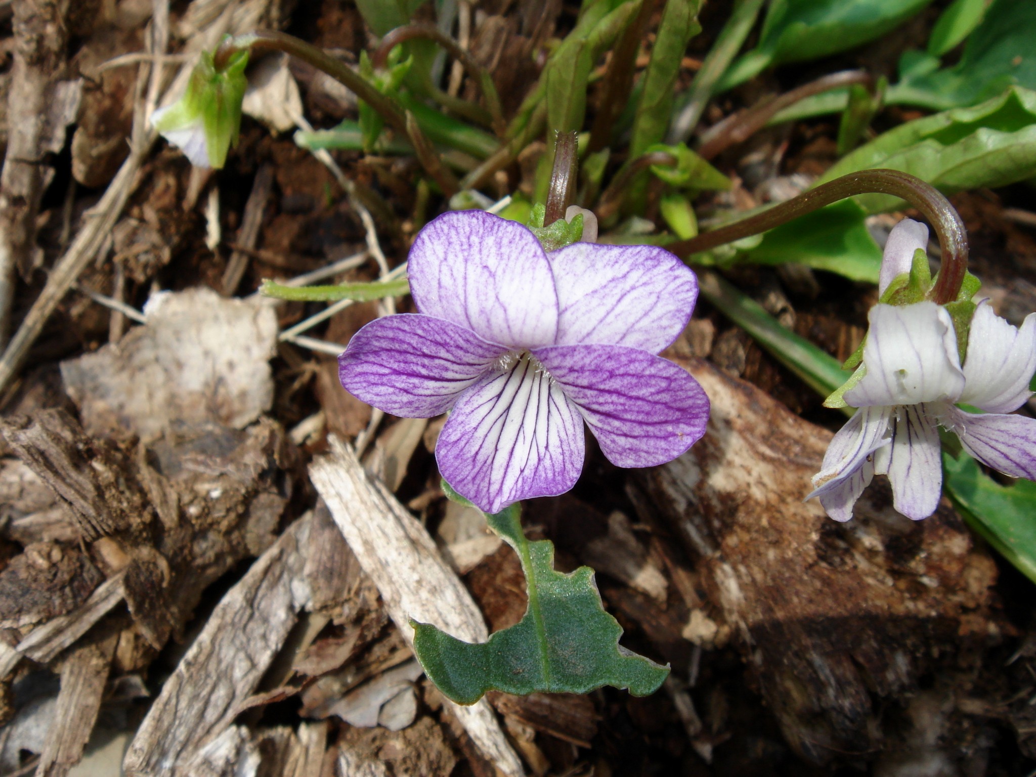 Viola betonicifolia Smith